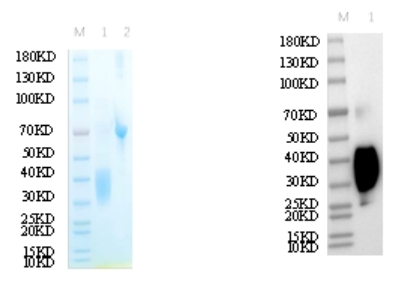 Reducing 12% SDS-PAGE and WB analysis profile of purified K110A<br />1. K110A<br />2. BSA